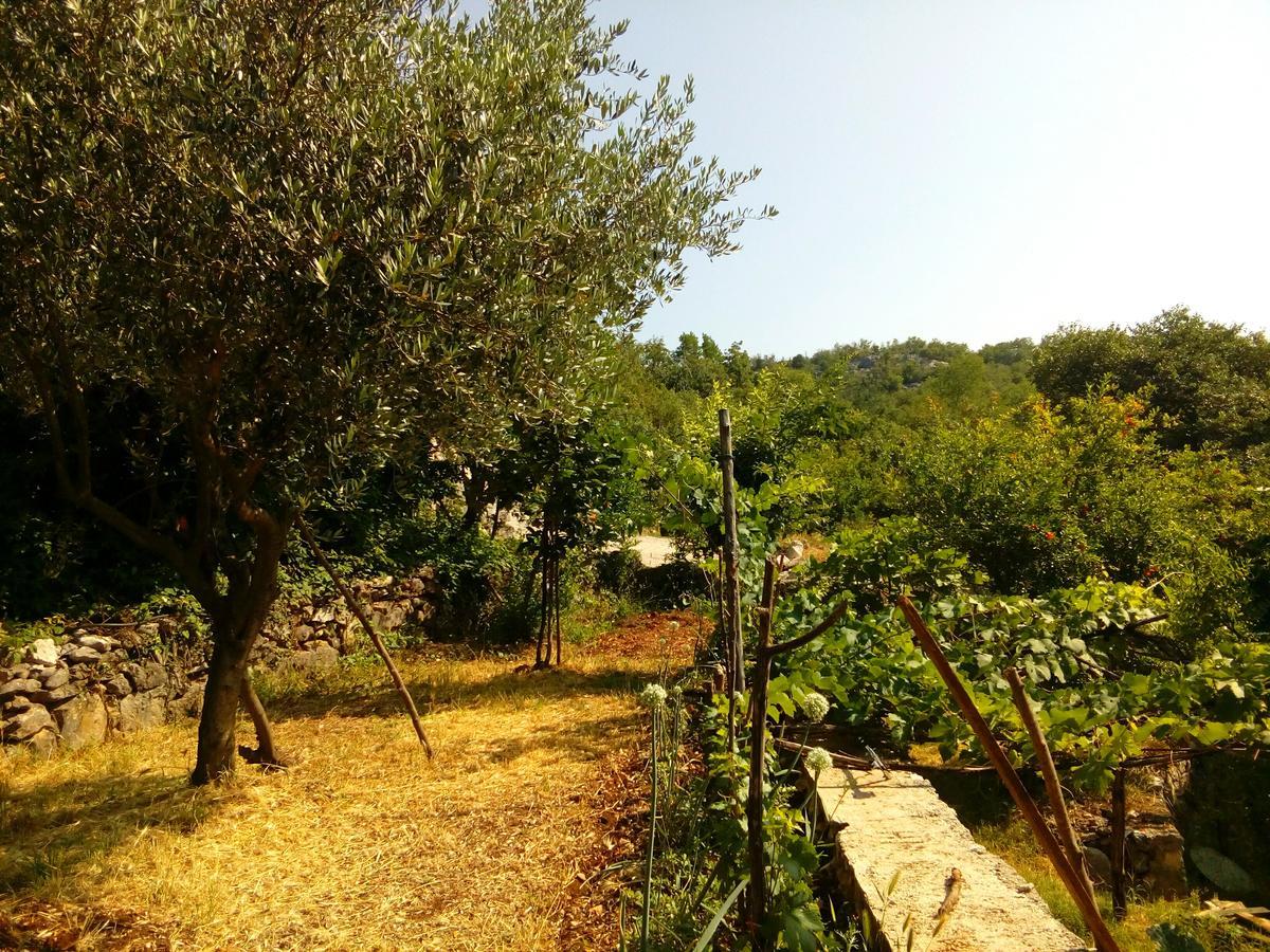 Country House "Lipa" Komarno فيربازار المظهر الخارجي الصورة